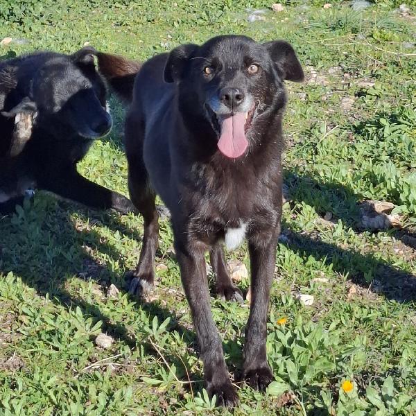 Crik&Crok Cerca Famiglia. Info Monica 3890238584